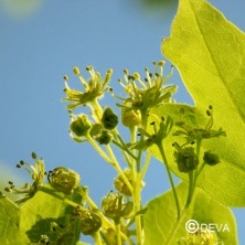 Erable (Maple)