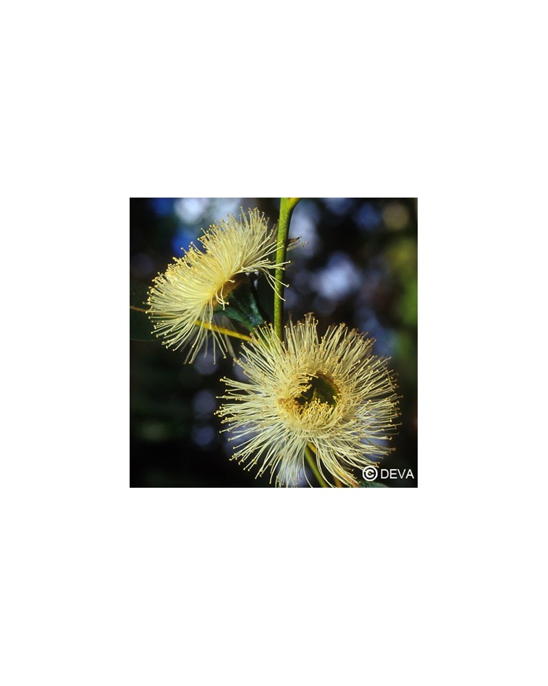 Eucalyptus