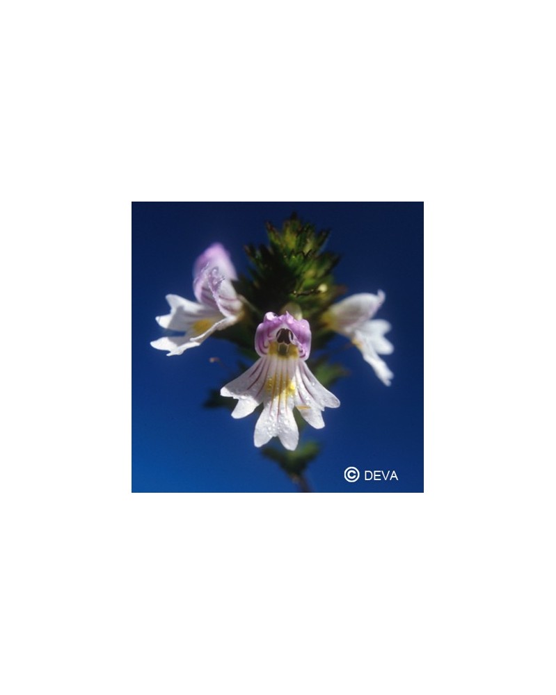 Euphraise (Eyebright)