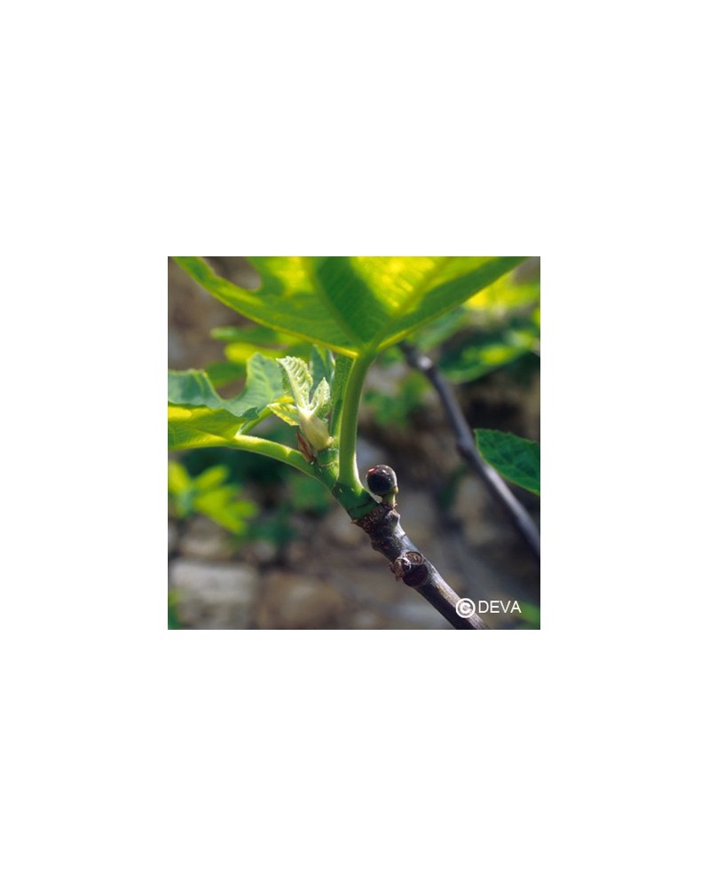 Figuier (Fig)