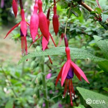 Fuchsia