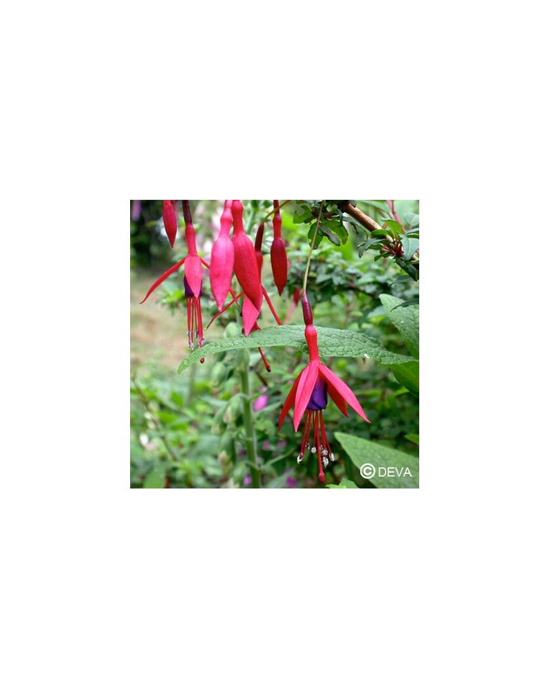 Fuchsia