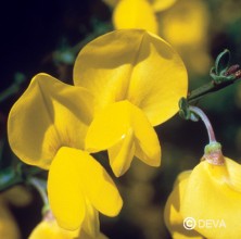 Genêt (Scotch Broom)