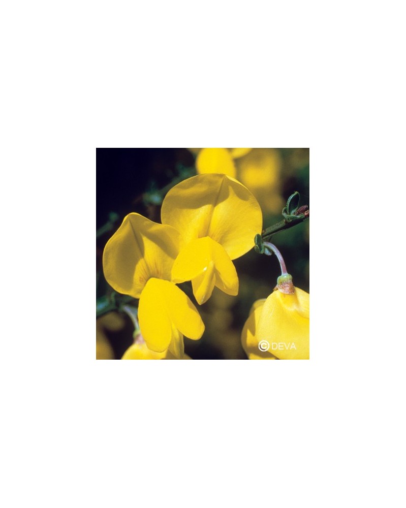 Genêt (Scotch Broom)
