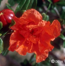 Grenadier (Pomegranate)