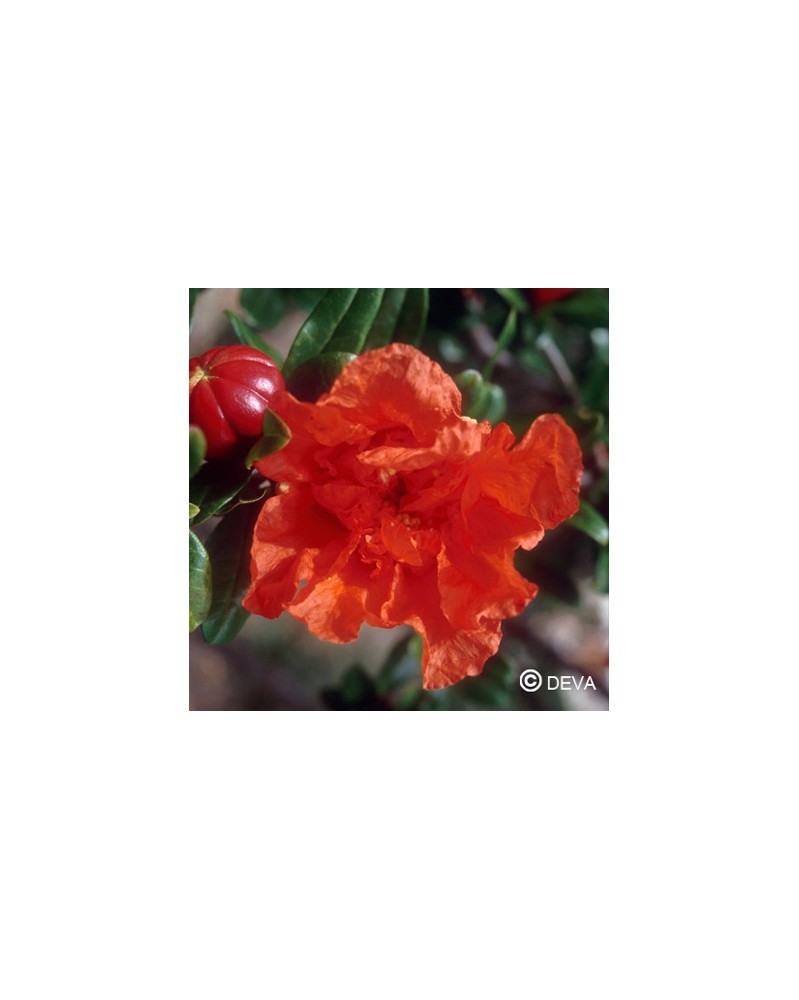 Grenadier (Pomegranate)
