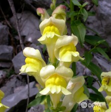 Gueule de loup (Snapdragon)