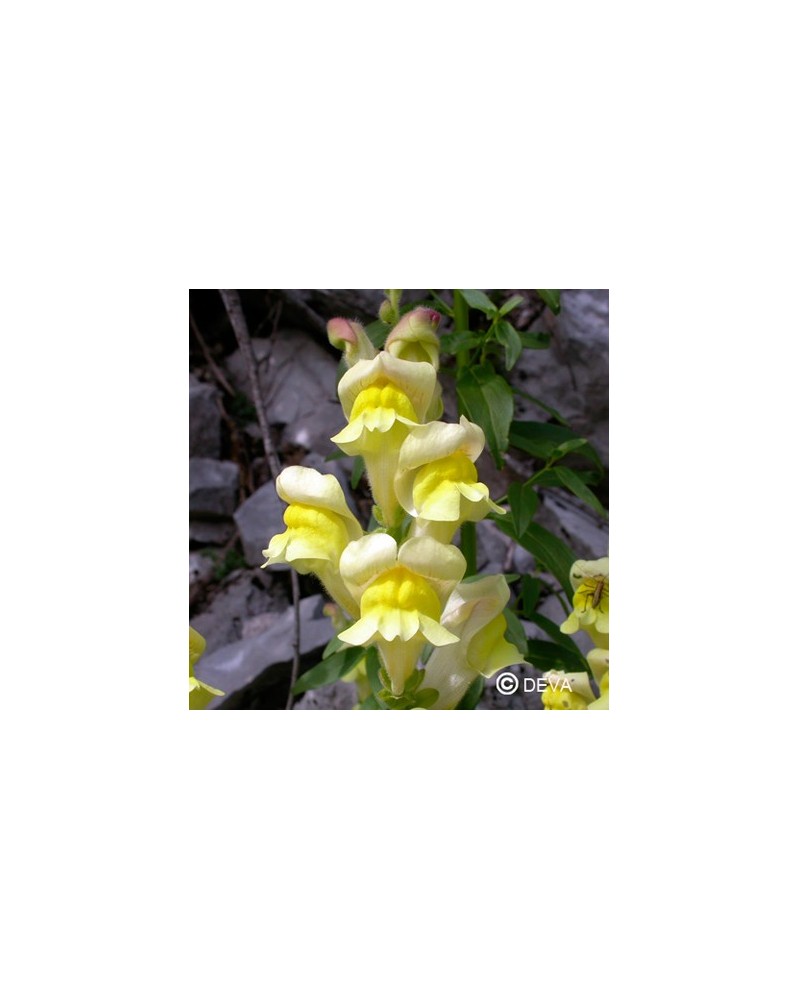 Gueule de loup (Snapdragon)