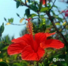Hibiscus