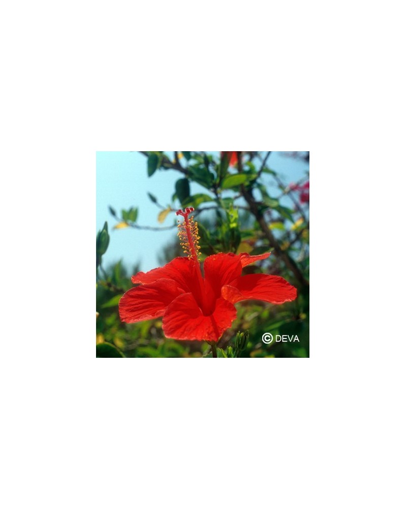 Hibiscus