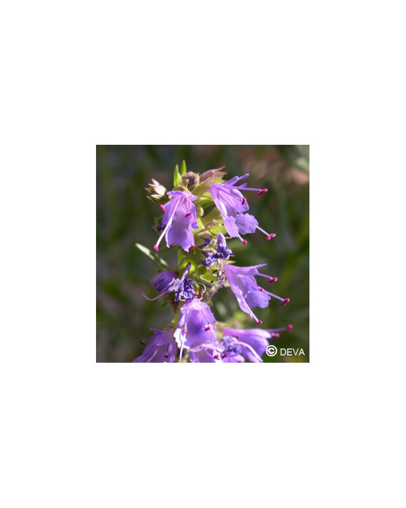 Hysope (Hyssop)