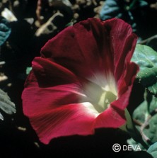 Ipomée