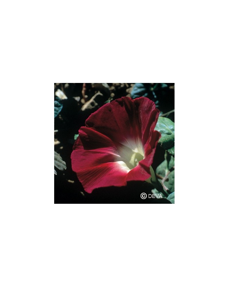 Ipomée (Morning Glory)