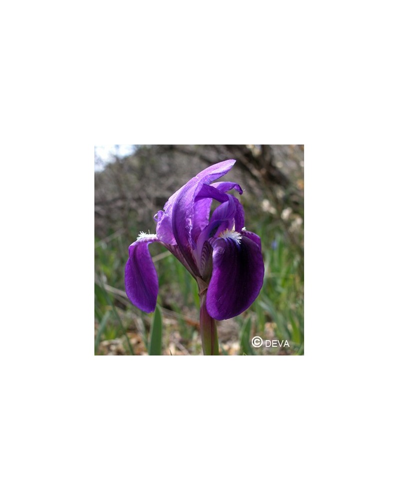 Iris