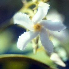 Jasmin