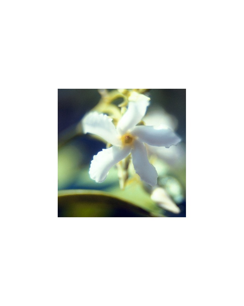Jasmin