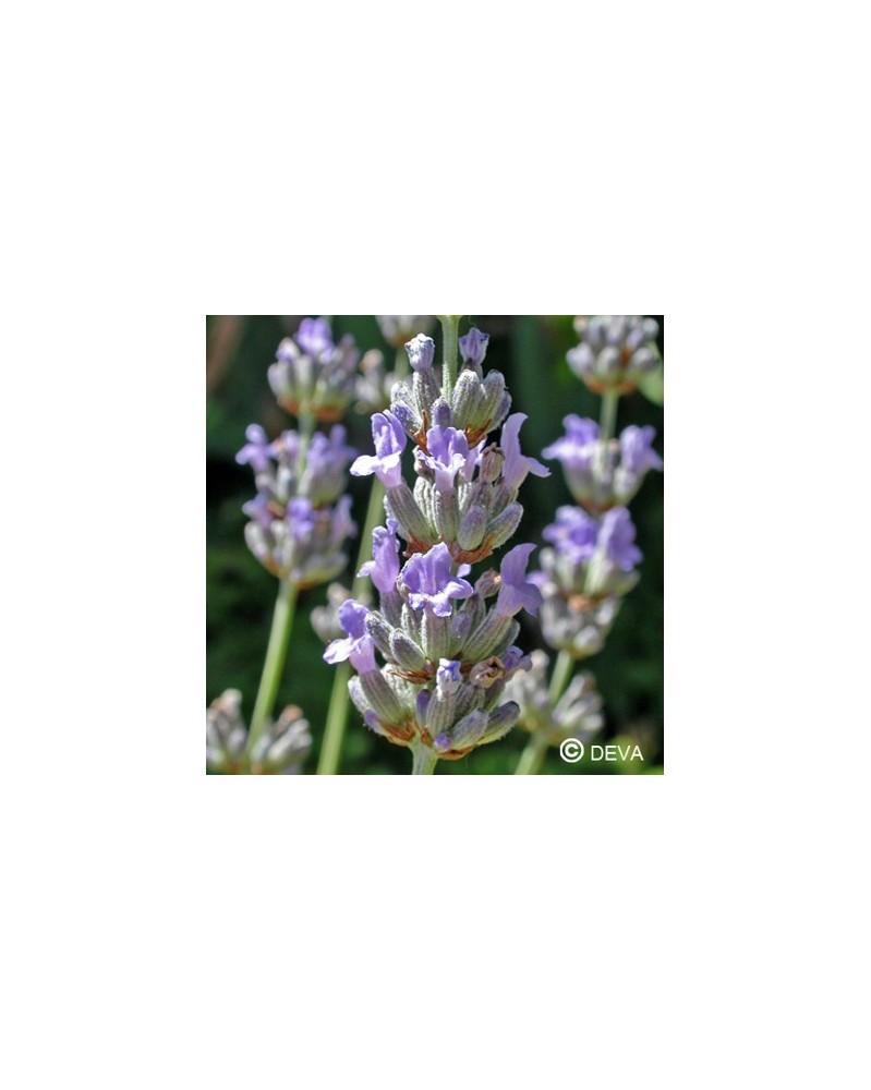 Lavande (Lavender)