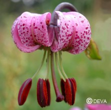 Lis martagon (Martagon Lily)