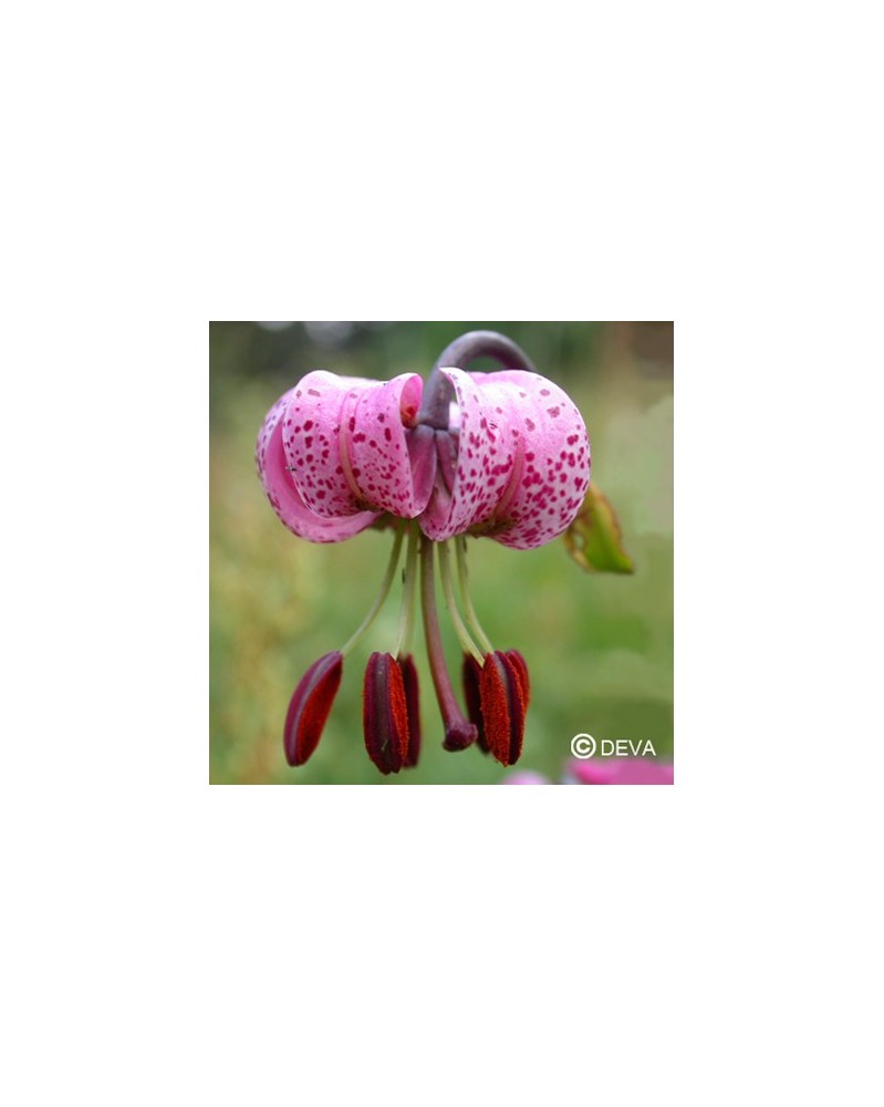 Lis martagon (Martagon Lily)