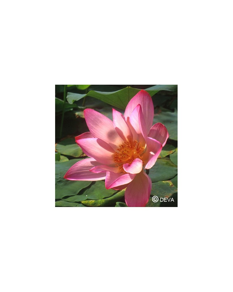 Lotus