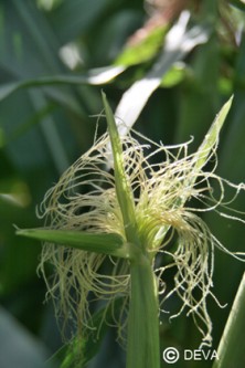 Maïs doux (Sweet Corn)