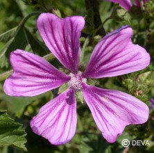 Mauve (Mallow)
