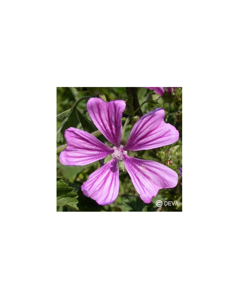 Mauve (Mallow)