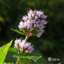 Menthe poivrée (Peppermint)