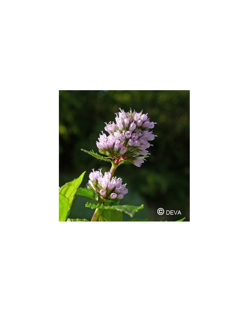 Menthe poivrée