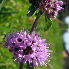 Menthe pouliot