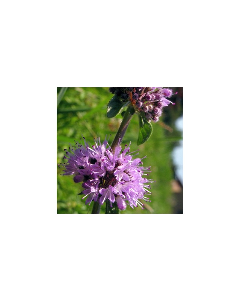 Menthe pouliot (Pennyroyal)