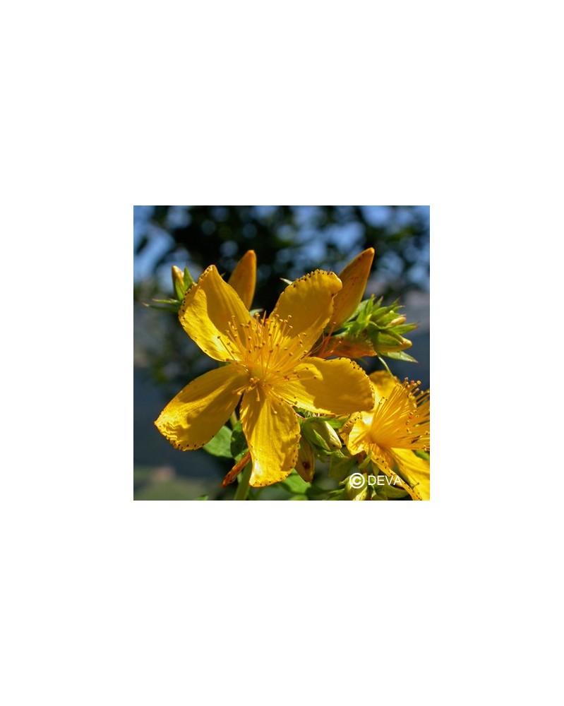 Millepertuis (Saint John's Wort)
