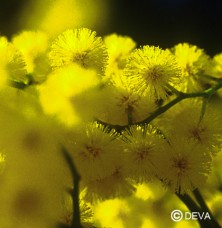 Mimosa