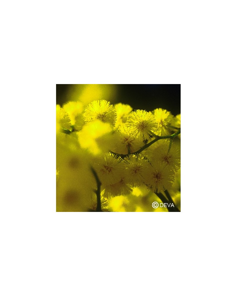 Mimosa