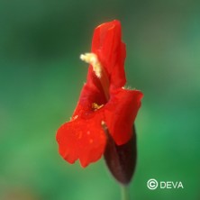 Mimulus écarlate