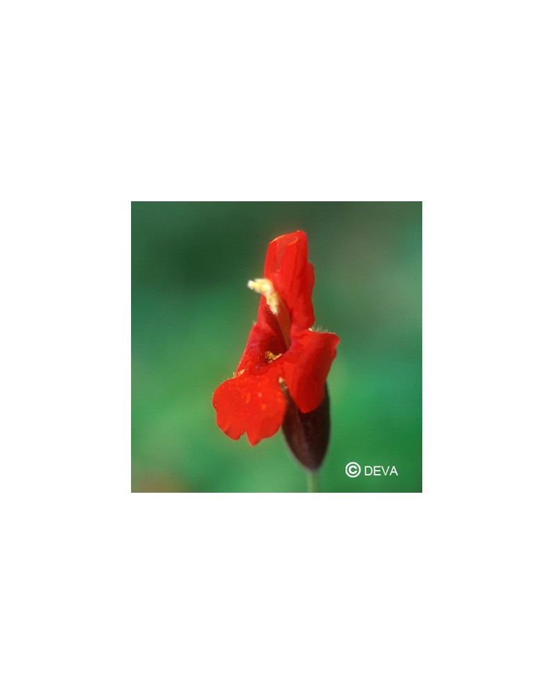 Mimulus écarlate