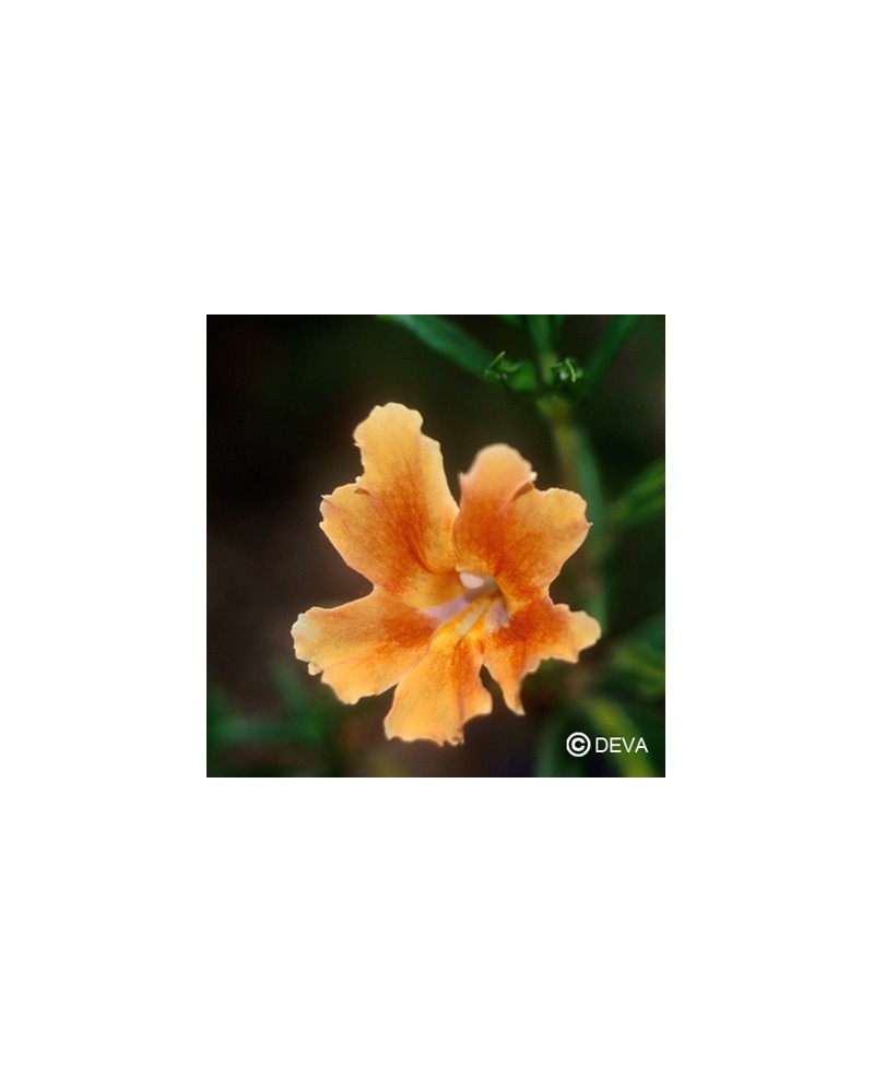 Mimulus orangé