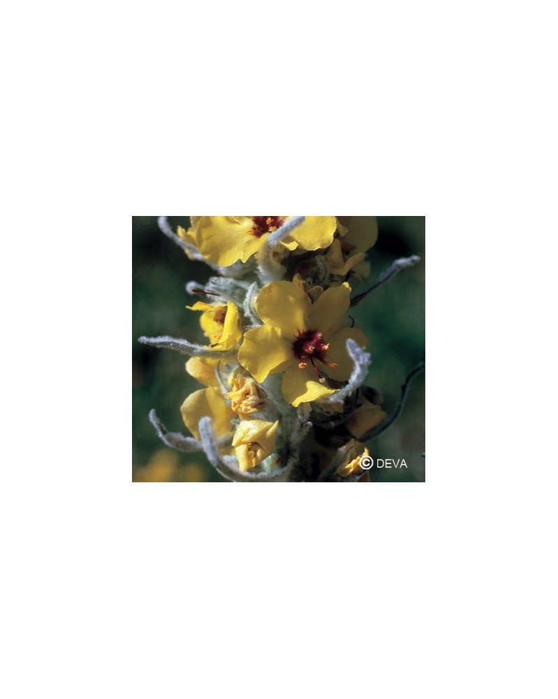 Molène (Mullein)