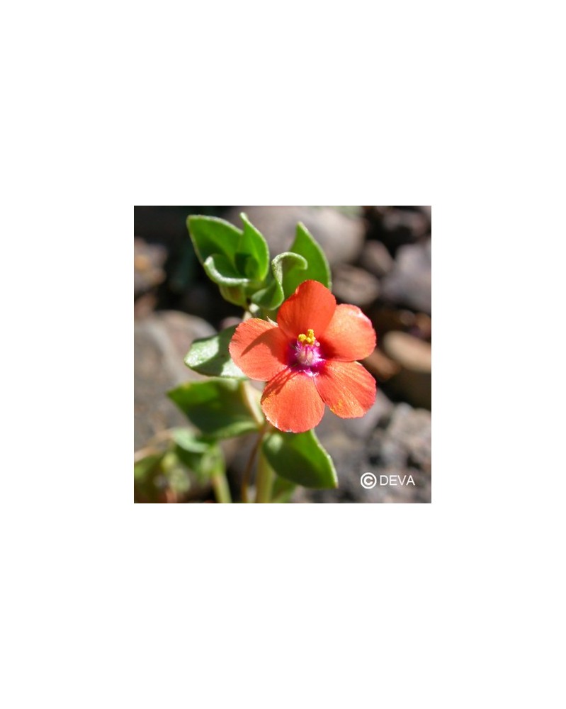 Mouron des Champs (Scarlet Pimpernel)