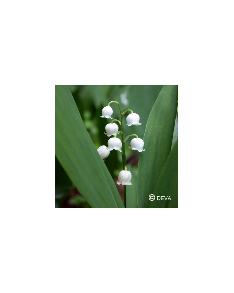 Muguet (Lily of the Valley)