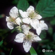 Mûre sauvage (Blackberry)