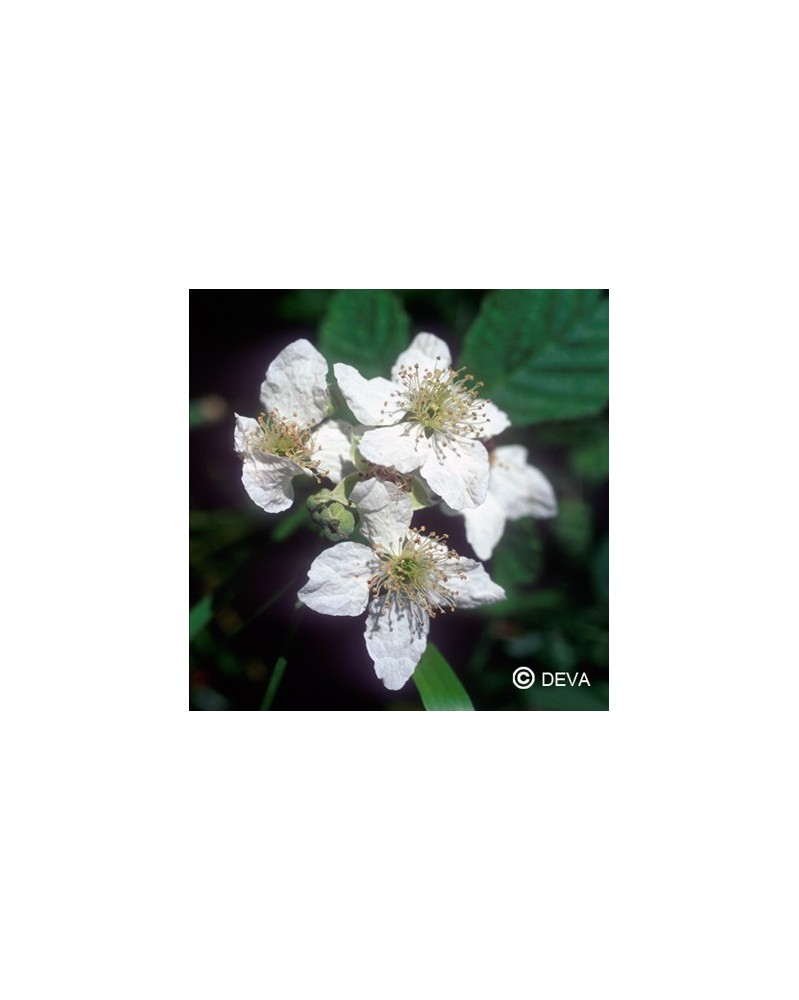 Mûre sauvage (Blackberry)