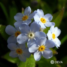 Myosotis (Forget Me Not)