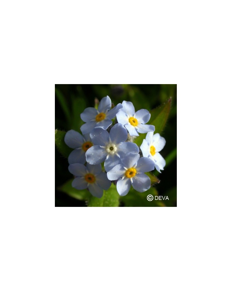 Myosotis