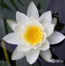 Nenuphar blanc