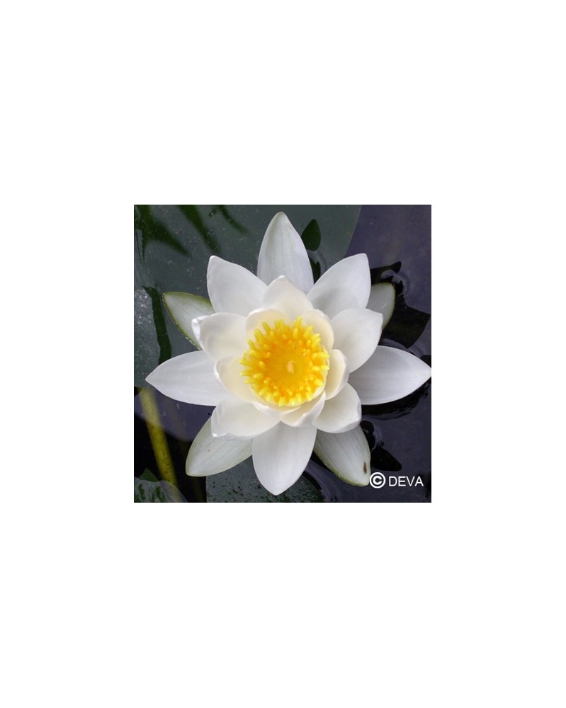 Nenuphar blanc