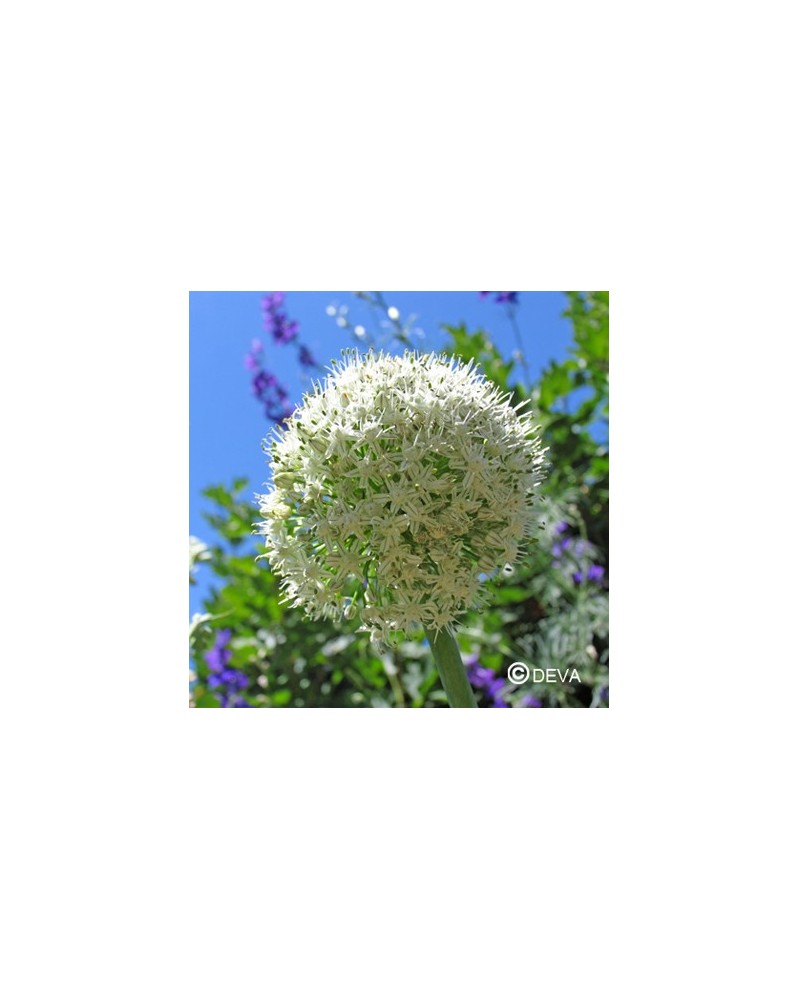Oignon (Onion)