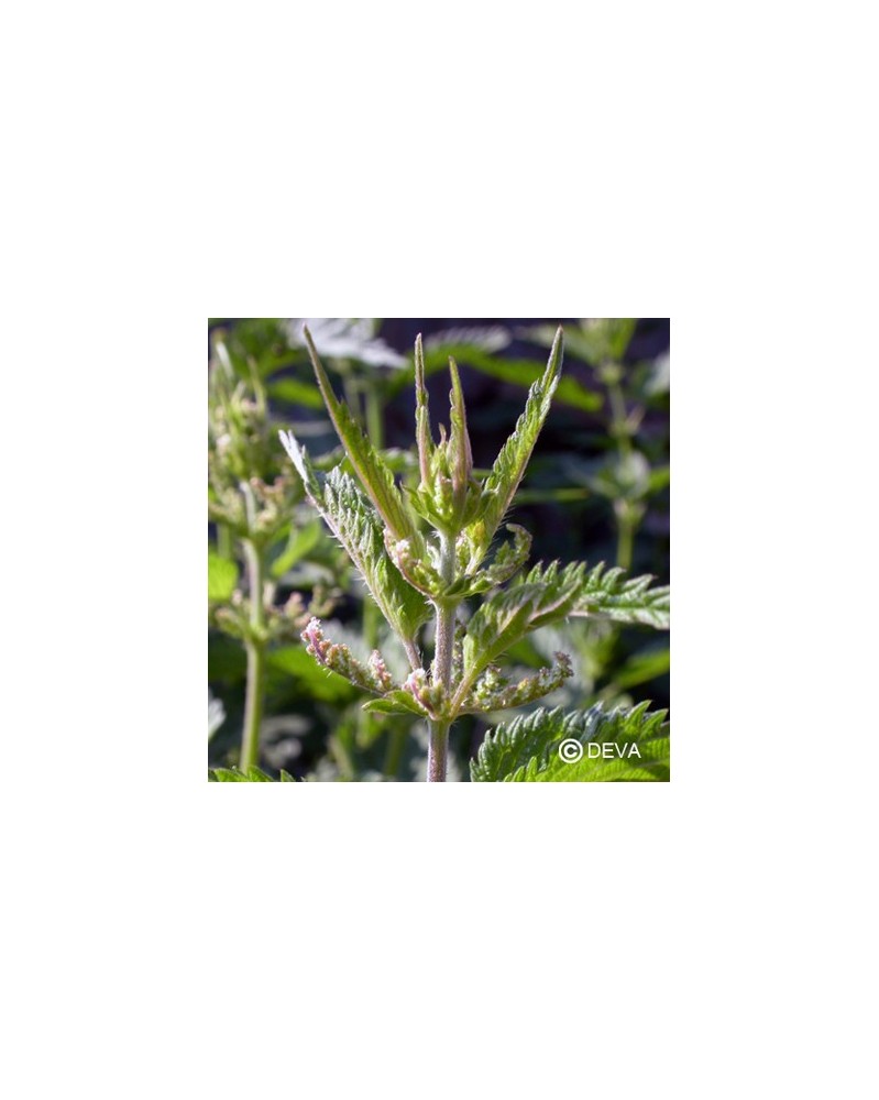 Ortie (Nettles)