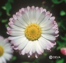 Paquerette (Daisy)