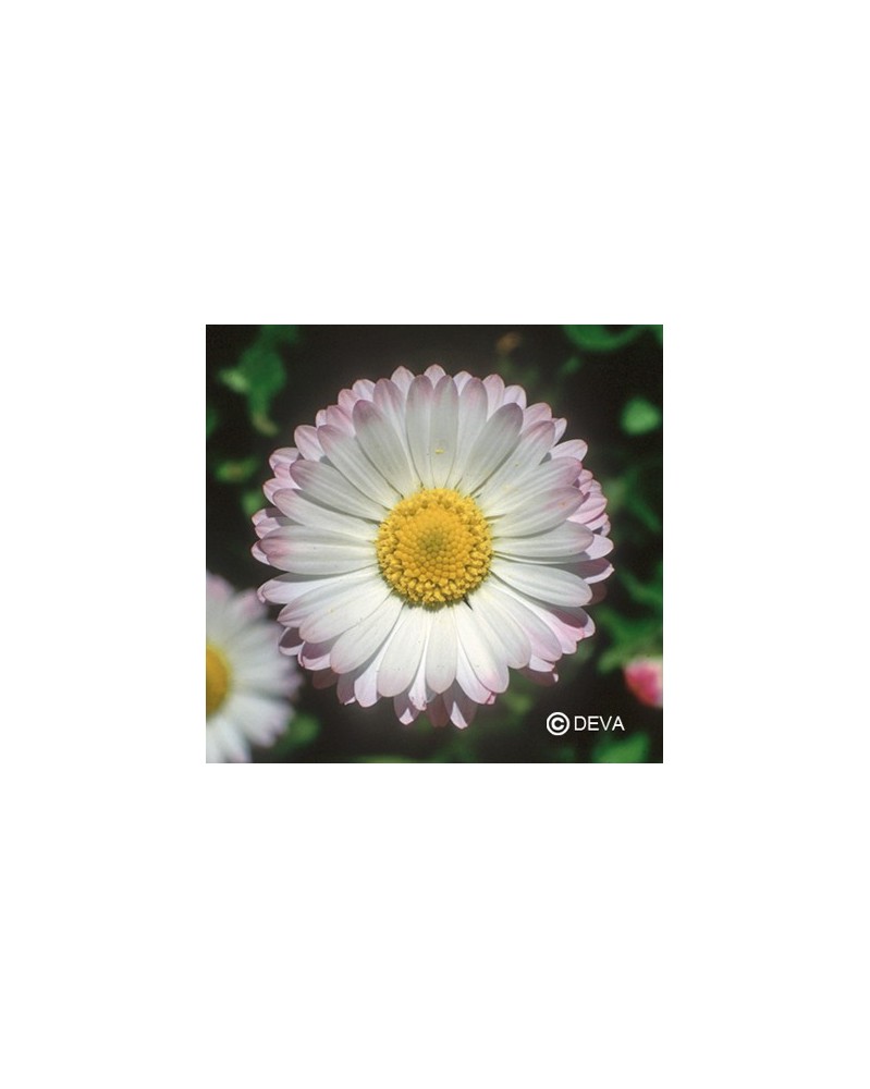 Paquerette (Daisy)